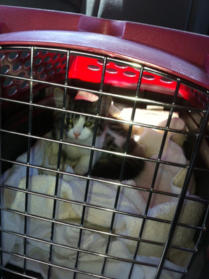 Our precious Luna, when we rescued her at the age of 3 months in May, 2013